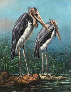 Two Adjutant Storks