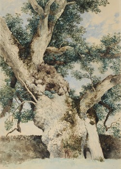 Study for Tree in 'The Rookery'