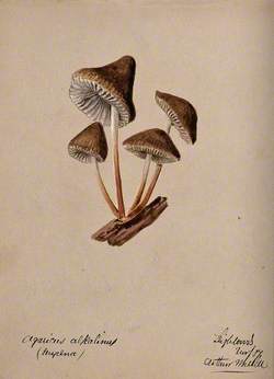 A Fungus (Agaricus Alkalinus): Fruiting Bodies Growing on Wood