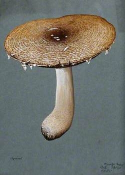 The Prince Fungus (Agaricus Augustus)