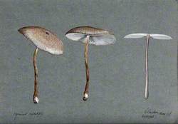 A Fungus (Agaricus Baohami?): Three Fruiting Bodies