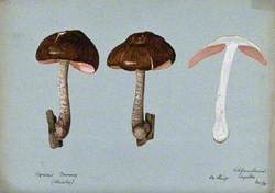 Fawn Pluteus Fungus (Pluteus Cervinus): Three Fruiting Bodies, One Sectioned