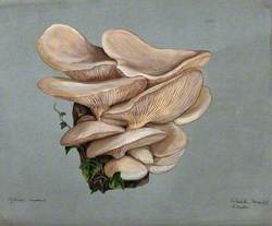 A Fungus (Agaricus Euosmus) Growing on Wood