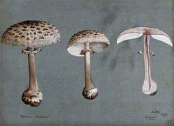 Shaggy Parasol Mushrooms (Lepiota Rhacodes): Three Fruiting Bodies, One Sectioned