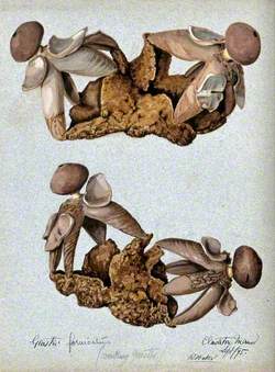 An Earth-Star Fungus (Geastrum Fornicatum): Four Fruiting Bodies