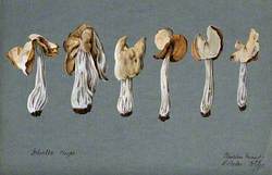 A False Morel Fungus (Helvella Crispa): Six Fruiting Bodies