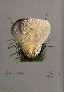 A Puff Ball (Lycoperdon Species)