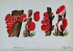 Scarlet Elf Cup Fungus (Sarcoscypha Coccinea): Fruiting Bodies Growing on Wood