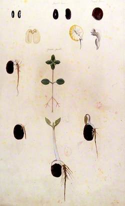 Germinating Seeds and Seedlings of Broad Bean and Goosegrass