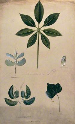 Various Leaf Forms, including Succulent and Compound