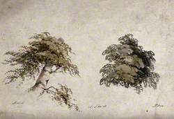 Two Trees, Beech (Fagus) and Elm (Ulmus), with Details of Form