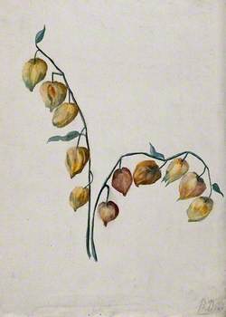 Chinese Lantern (Physalis Alkekengi): Fruiting Stem