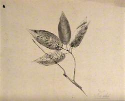 A Japanese Plant (Kaoki), Possibly Pear