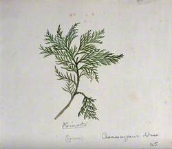 Hinoki Cypress (Chamaecyparis Obtusa): Branch with Leaves