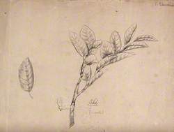 A Japanese Plant (Ski), Possibly an Oak: Branch with Leaves