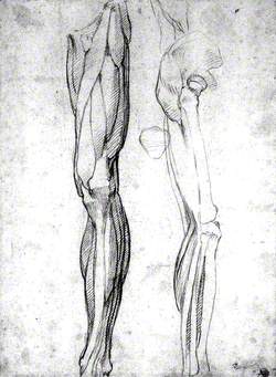 The Muscles of the Left Leg, Seen from the Front, and the Bones and Muscles of the Right Leg Seen in Right Profile, and between Them, a Patella