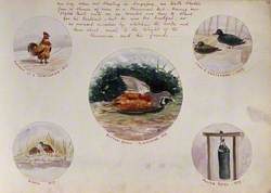 Singapore: Five Separate Illustrations of Asian Game Birds and a Weighing Device