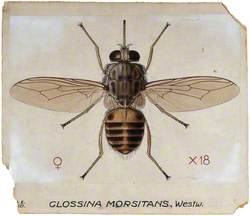 A Tsetse Fly (Glossina Morbitans)