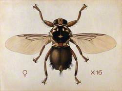 A Horse Fly (Hippobosca Rufipes)