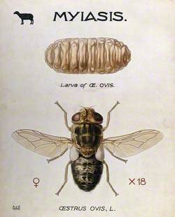 The Larva and Fly of the Sheep Nostril Fly (Oestrus Ovis)