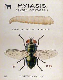 The Larva and Fly of a Greenbottle (Lucilia Sericata)