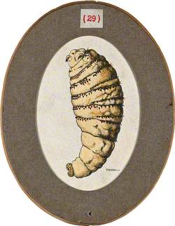 The Older Larva of the Fly Dermatobia Cyaniventris
