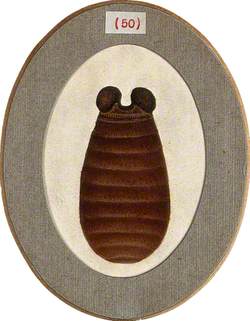 The Pupa of a Tsetse Fly (Glossina Palpalis)