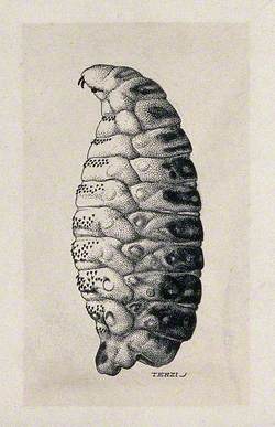 The Larva of the Sheep Nostril Fly (Oestrus Ovis)