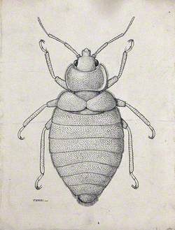 The Male Tropical Bedbug (Cimex Hemipterus)