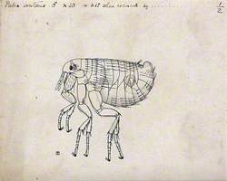 The Male Human Flea (Pulex Irritans)