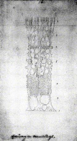 Connective Tissue of the Retina: Microscopic View