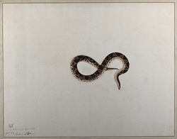 Snake, with Dark Brown Diamond-Shaped Markings on Its Back and a Beige Underbelly