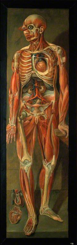 A Standing Dissected Man Looking to Left, with Two Separate Figures of the Heart