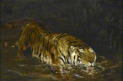Tiger Drinking at a Jungle Pool