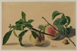 Still Life with Peaches and Hazelnuts