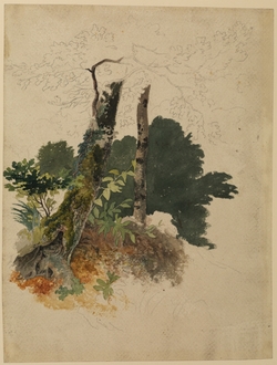 Study of Trees