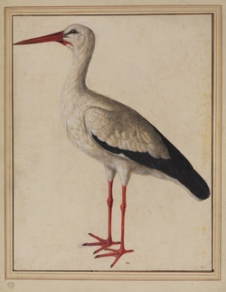 European White Stork