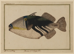 Guaperva, or Bursa, from Madagascar