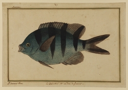 Scissortail Sargeant from Mauritius