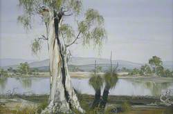 Swan River Gums, Australia