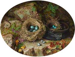 Birds Eggs and Nests