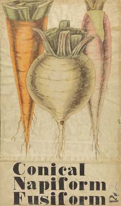 Botanical Teaching Diagram of Root Vegetables