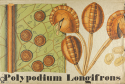 Botanical Teaching Diagram of Polypodium Longifrons