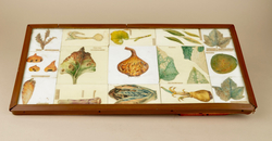 Coffee Table with Botanical Drawings on Tiles