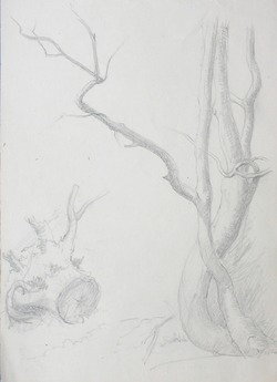 Study of Tree Trunks and Stump