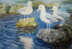 Gulls Sitting on Rocks