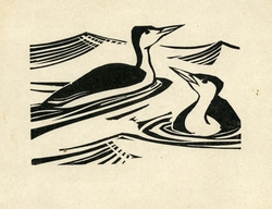 Great Northern Divers, 1948