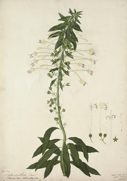 Tubeflower: bowing lady