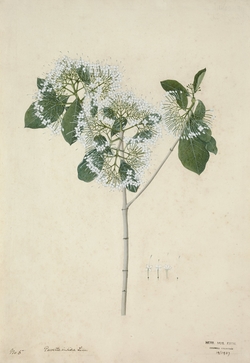 Tamarind tree