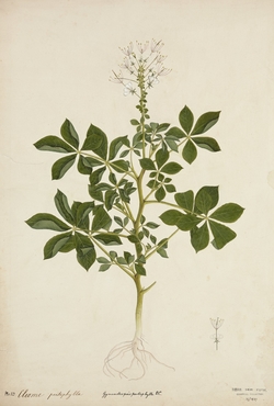 Cat’s whiskers or African Cabbage